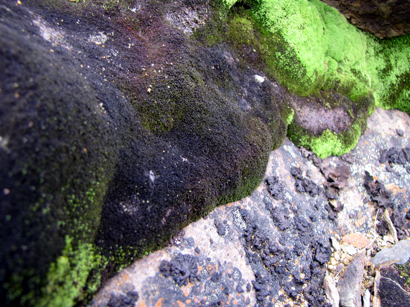 Gymnocolea inflata et Mielichhoferia elongata